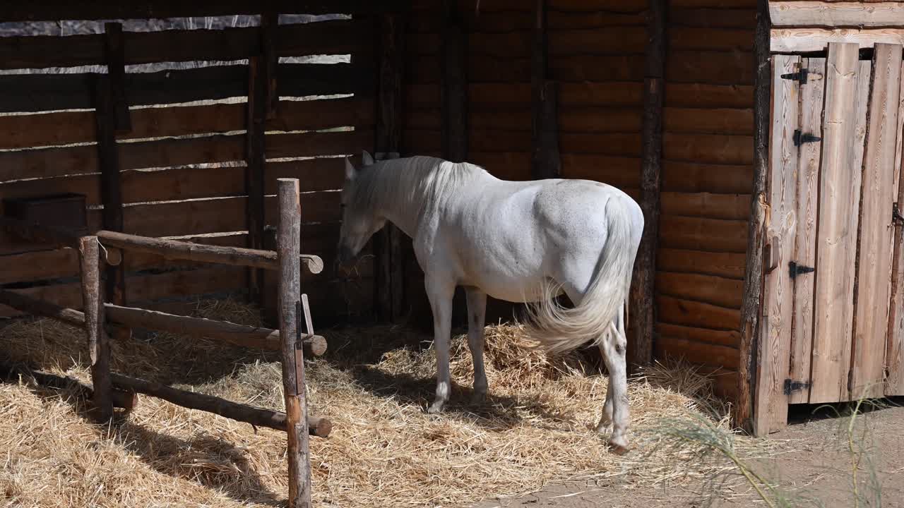 Cavallo bianco in salute che cammina all'interno di una stalla di legno e mangia fieno in campagna, tranquilla scena rurale in una fattoria con luce naturale