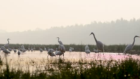 flock of egrets fishing in wetland in sunrise