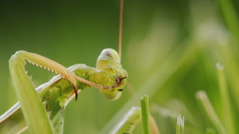 Insect-praying-mantis-cleans-its-paws-in-green-grass