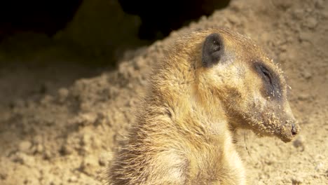 funny clip of a tired meerkat falling asleep after a tough day