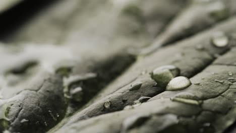 Micro-video-of-close-up-of-leaves-and-water-drops-with-copy-space