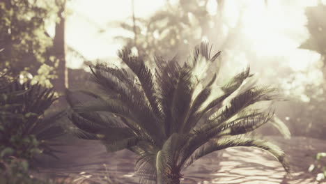 sunlit cycad in a lush tropical forest