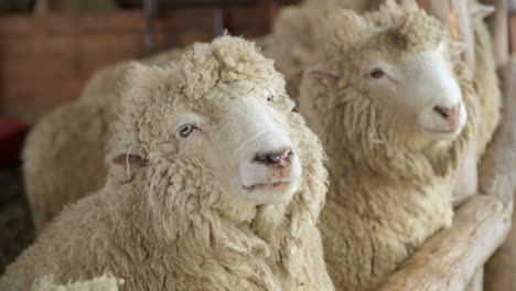 Ovejas-De-Raza-Merino-Comiendo-Masticando-Heno-Seco-Trepando-En-Una-Valla-De-Madera-En-Un-Granero