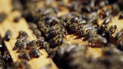 primer plano de marcos de abejas cubiertos de abejas