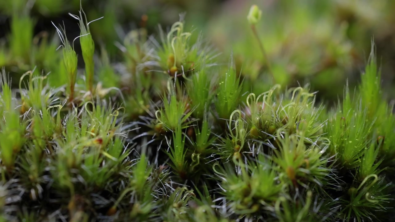 Cinematic Macro Slider Shot of Moss (Bryophytes) in Forest Floor Detail
