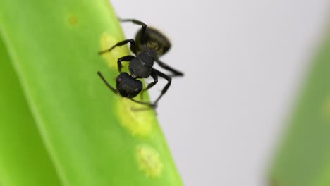 closeup of a black ant feeding from a cochineal on a leaf