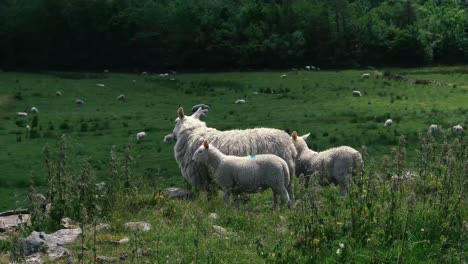 a group of sheep on an english mountainside farm field