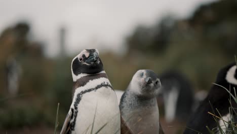 Magellanic-Penguins-Resting-In-Windy-Landscape-Of-Isla-Martillo,-Tierra-del-Fuego,-Argentina---Close-Up