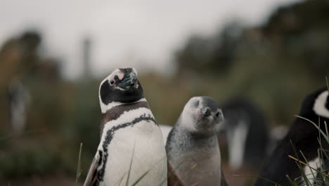 pingüinos de magallanes descansando en el paisaje ventoso de la isla martillo, tierra del fuego, argentina - de cerca