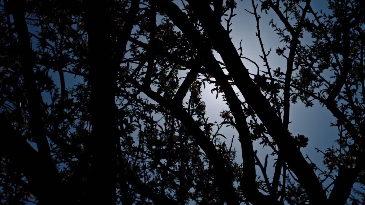 The sun peaking through the blooming trees