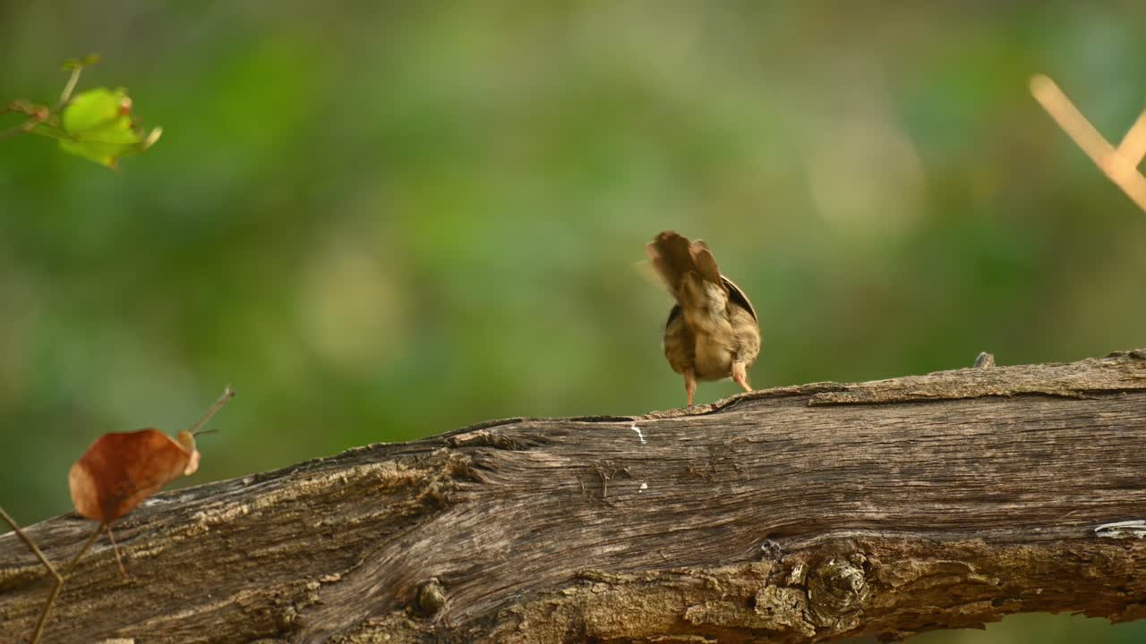 Timalie à gorge striée, Pellorneum ruficeps, séquence 4K, Sanctuaire de faune de Huai Kha Kaeng