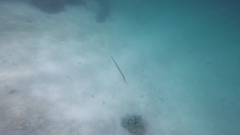 el pez cornet o flutemouth se desliza a través del mar azul, mostrando su forma elegante