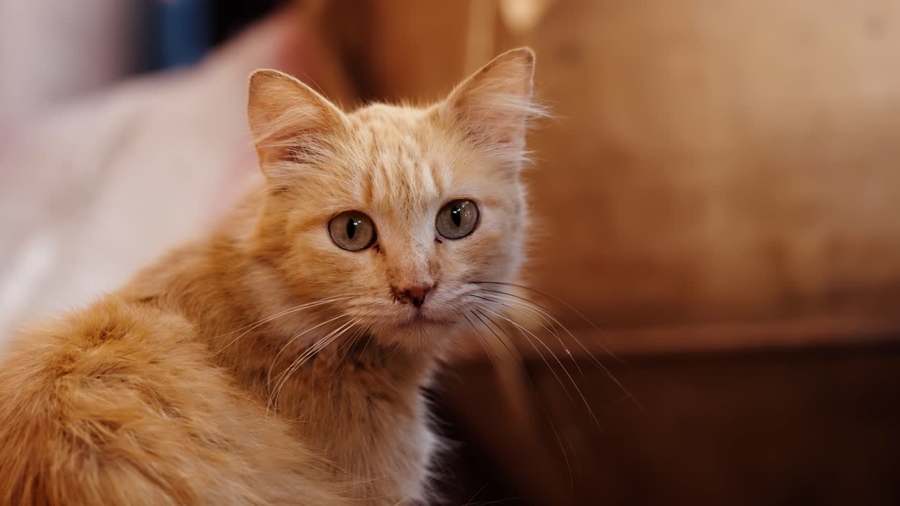 Ritratto di un gatto randagio rosso con gli occhi verdi nelle strade della Medina di Marrakech