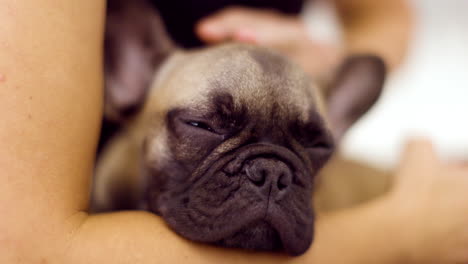 cute pet french bulldog puppy