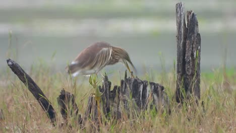 heron catching fish in pond .