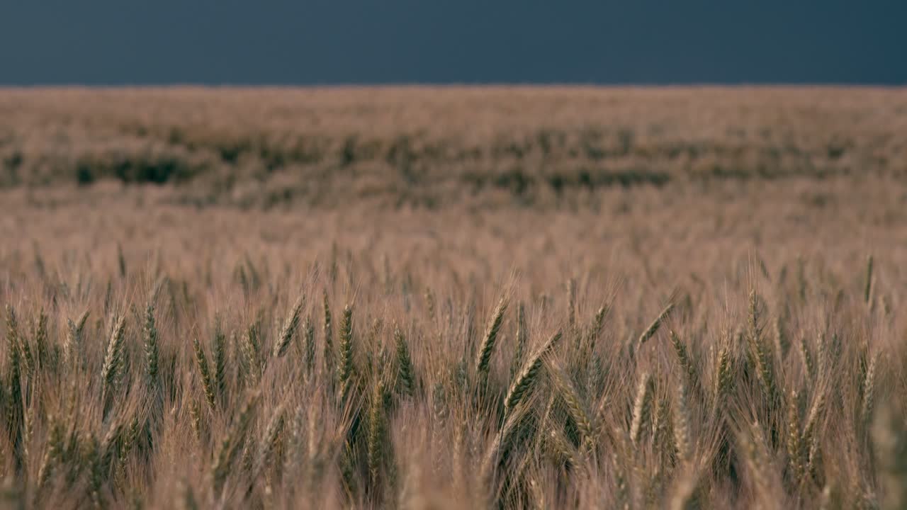 una tormenta de truenos sobre un campo de trigo en la dordonia