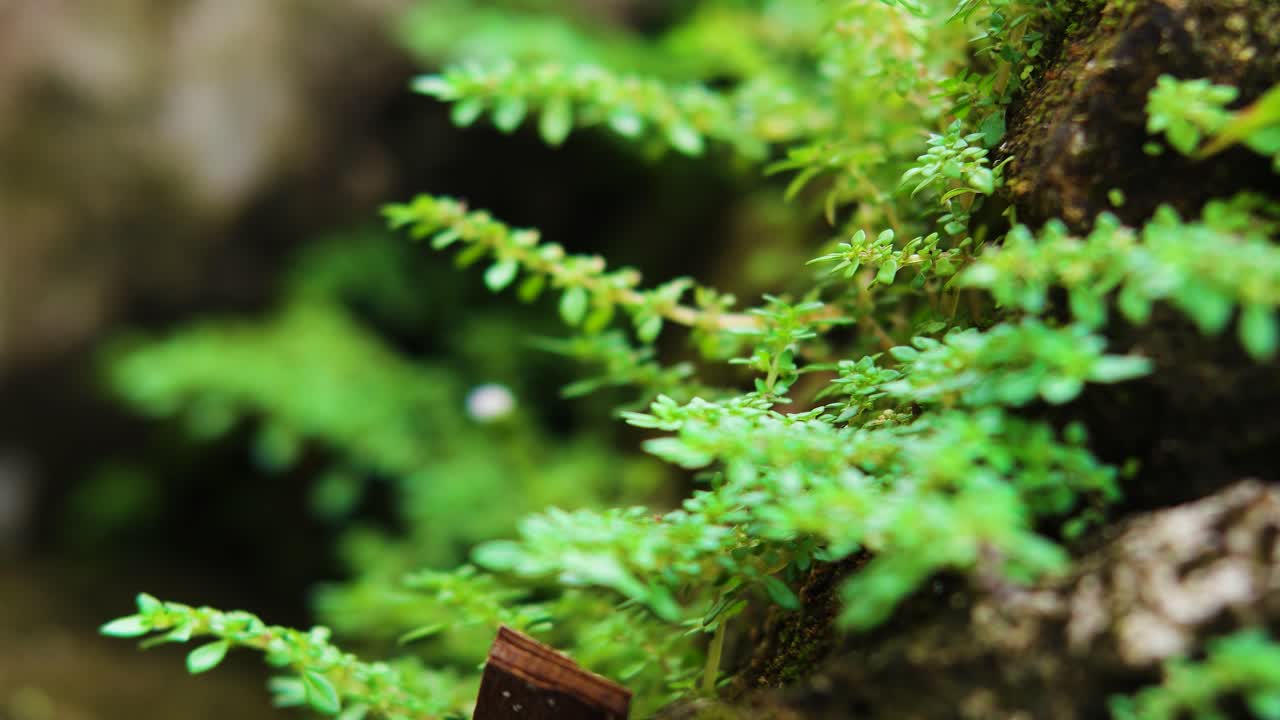 Primo piano di erba verde che cresce sulle rocce Ultra HD