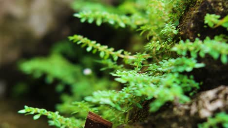 close up of green grass growing on rocks ultra hd