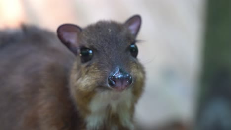 smallest hoofed mammal, lesser mouse-deer, tragulus kanchil, pregnant mother munching on feeds, close up handheld motion shot at langkawi wildlife park, malaysia