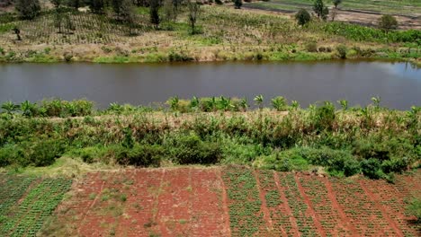 aerial over coffee field next to pond water in agricultural area