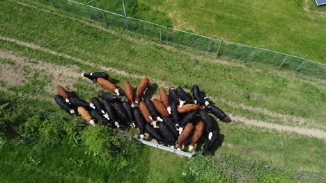 cows in a field trying to break free in the middle of the english countryside