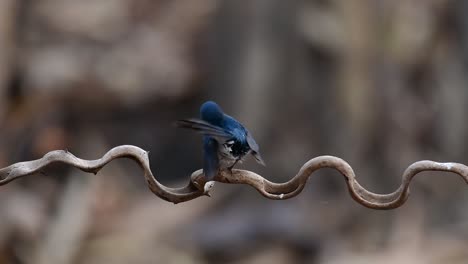 el papamoscas azul de indochina se encuentra en los bosques de las tierras bajas de tailandia, conocido por sus plumas azules y su pecho de naranja a blanco