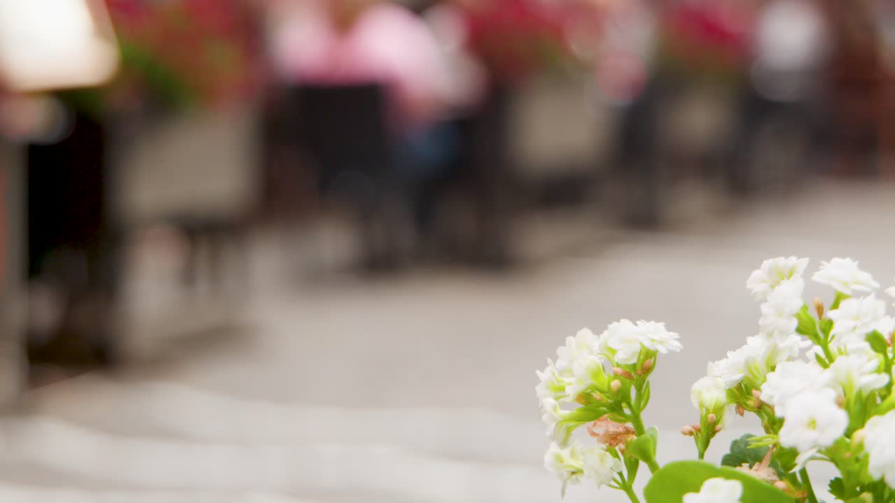 Close-up of white flowers with blurred pedestrians and outdoor cafe, soft daylight, shallow focus