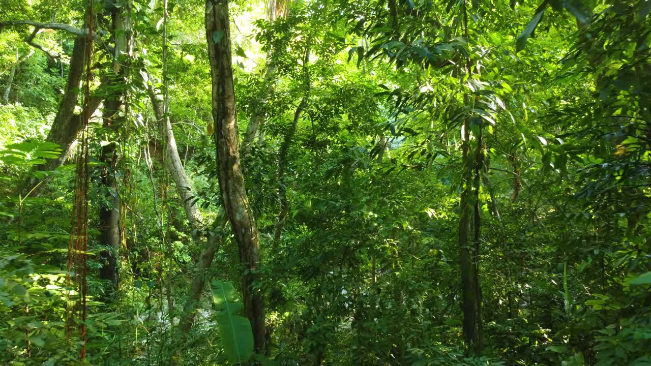 cada tono de verde en la selva tropical intacta de américa del sur