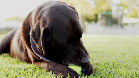 close up de perro jugando con la pelota en el jardín soleado, cámara lenta
