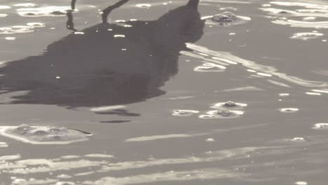 슬로우 모션으로 모래 해변 해안에 추상 도요새 새 반사