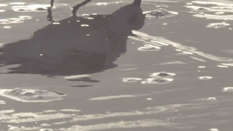 abstract sandpiper bird reflection on sandy beach shore in slow motion