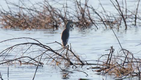 Gesehen,-Wie-Er-Nach-Rechts-Schaut,-Während-Er-Auf-Einem-Ast-Mitten-In-Einem-See-Sitzt,-Javan-Pond-Heron-Ardeola-Speciosa,-Thailand