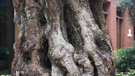 close up of an old olive tree trunk