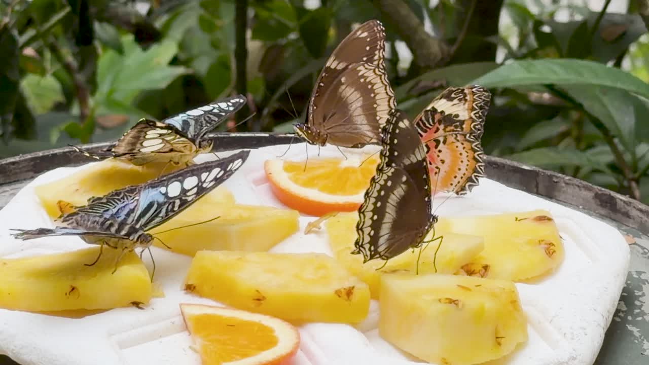 Primo piano di diverse farfalle che mangiano frutta su un vassoio bianco in un giardino