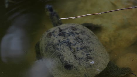 Various-Red-eared-slider-turtle-being-bullied-pushed-over-by-bigger-tortoise-swimming-in-natural-habitat-Trachemys-scripta-elegans-Emydidae-Trachemys-Cryptodira-Reptilia-Chordata