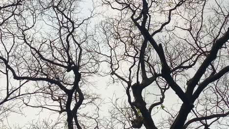 looking up at bare tree branches