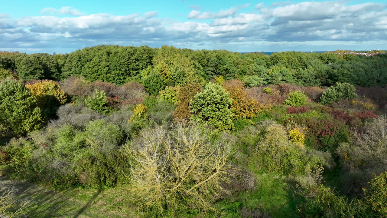 Aerial view of colorful autumn forest canopy with layers of mixed trees in Gdańsk