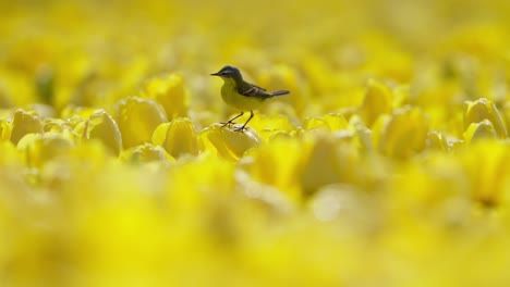 Schafstelze-Landet-Inmitten-Eines-Meeres-Aus-Leuchtend-Gelben-Tulpenblüten,-Holländischer-Bollenstreek