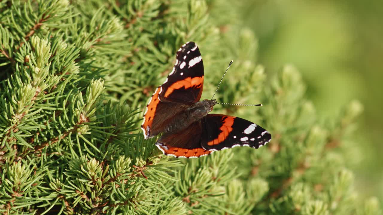 Farfalla Vanessa Atalanta appollaiata su fogliame verde - primo piano
