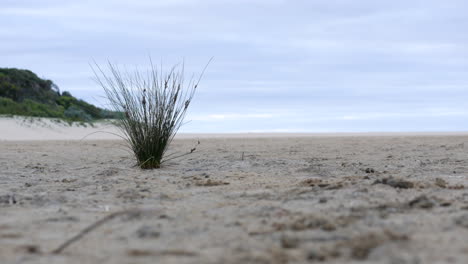 gentle breeze blowing a grass bunch on a sandy beach near the sea