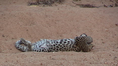 un clip divertido y lindo de un cachorro de leopardo rodando sobre su espalda juguetonamente aplastando moscas