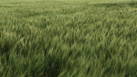 Wheat-field,-landscape,-Kansas,-background,-grass,-green,-farm,-farming,-farmer,-grow,-growing,-harvest,-summer,-plant,-planting,-life,-natural,-organic