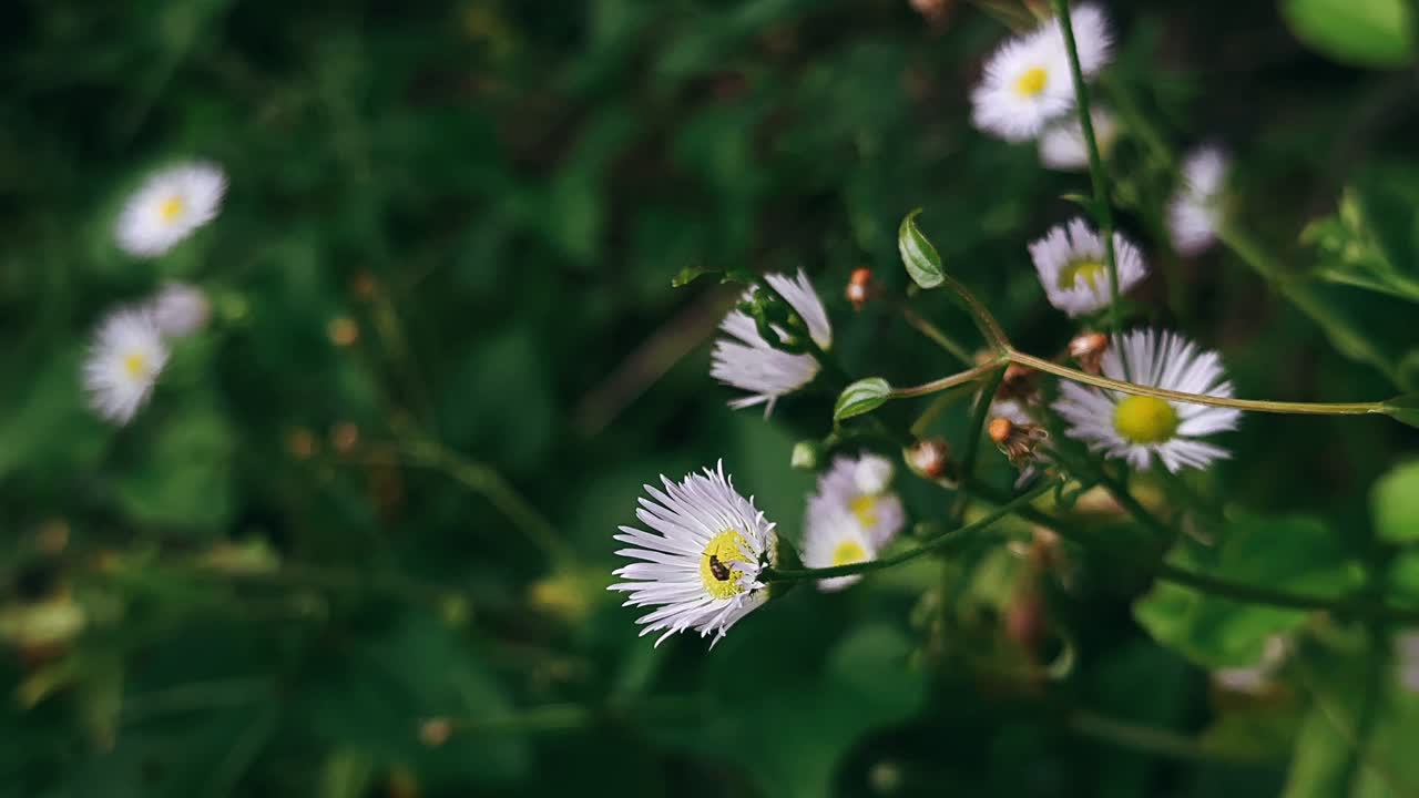 primer plano de flores blancas con un insecto