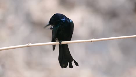 El-Drongo-Con-Cresta-De-Pelo-O-Es-Un-Ave-En-Asia-De-La-Familia-Dicruridae-Que-Era-Conespecífico-Con-Dicrurus-Bracteatus-O-Drongo-Con-Lentejuelas-En-El-Que-Puede-Ser-Difícil-Diferenciar-Entre-Sí