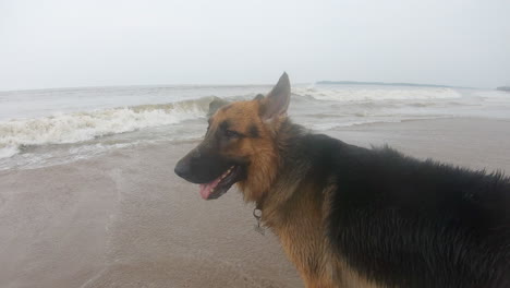 cane pastore tedesco in piedi sulla spiaggia k