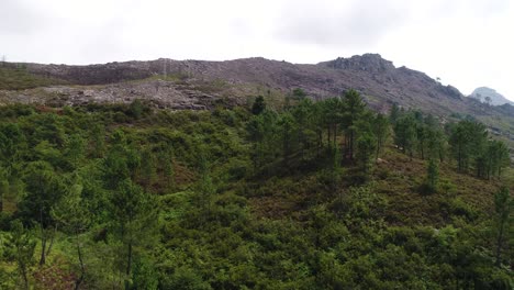 Mountain-Forest-In-Summer-Aerial-View