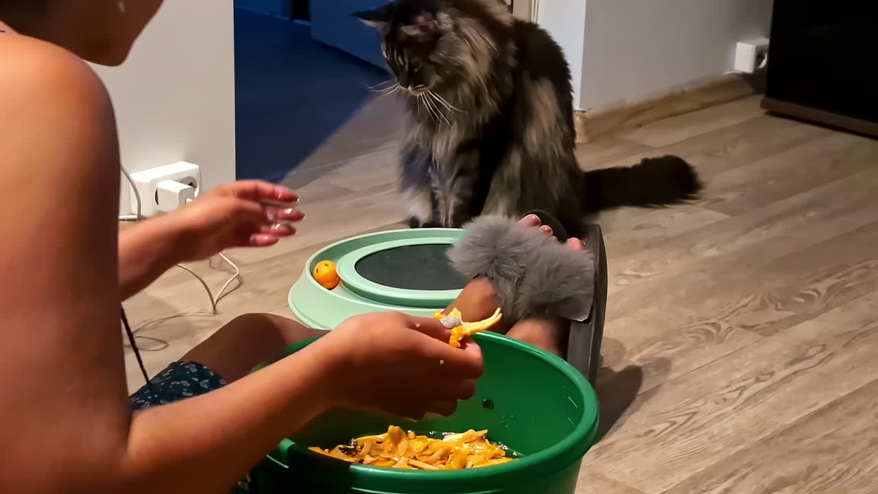 A Maine Coon cat accompanies a woman at home, sharing moments during housework.