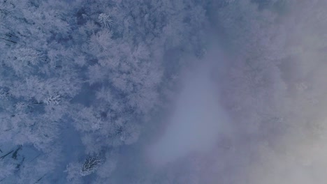 top down view of pine tree forest covered in snow and fog at winter