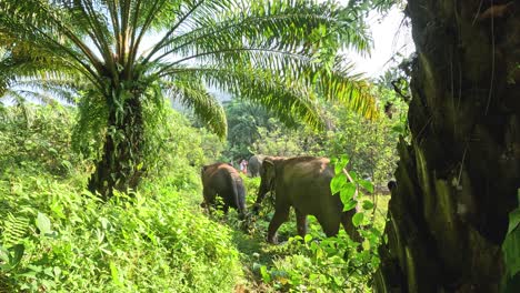 a herd of elephants moving through dense foliage.