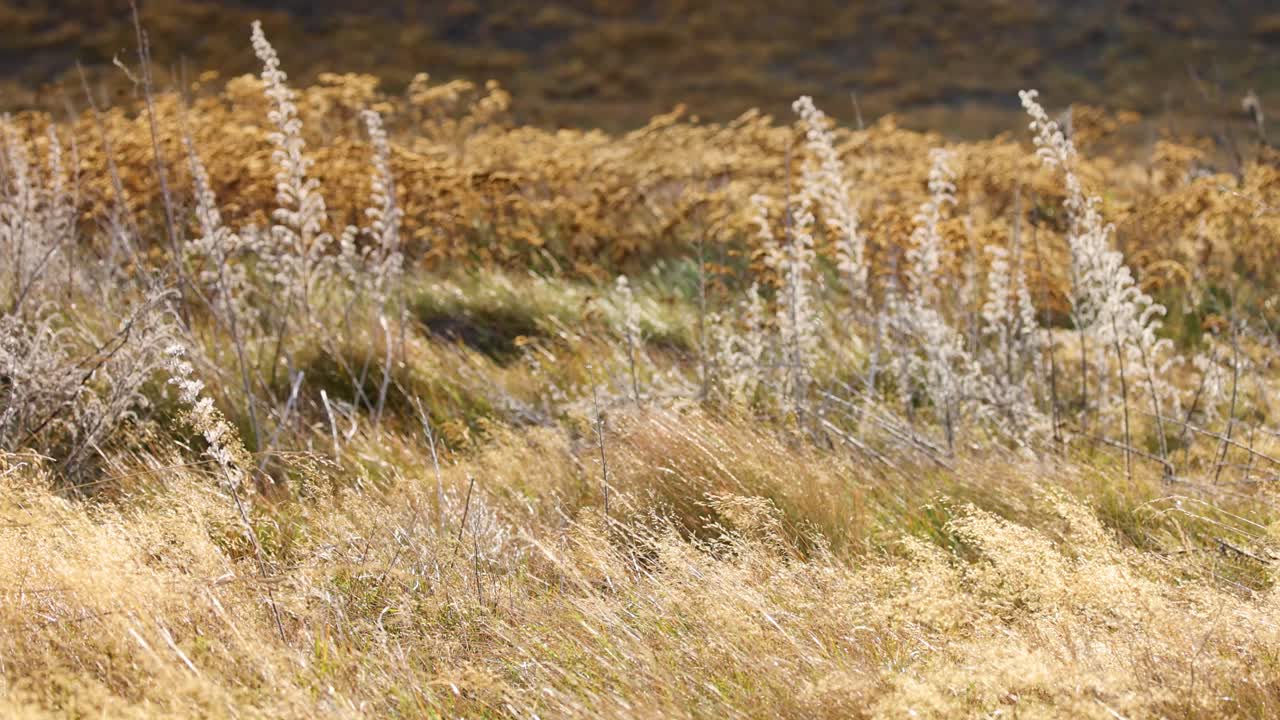 Golden and silvery grasses bend and ripple in strong wind on a lakeside meadow, captured in steady daylight with a fixed camera angle